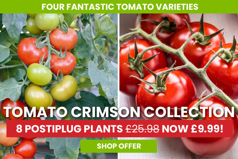 Tomato Crimson Collection