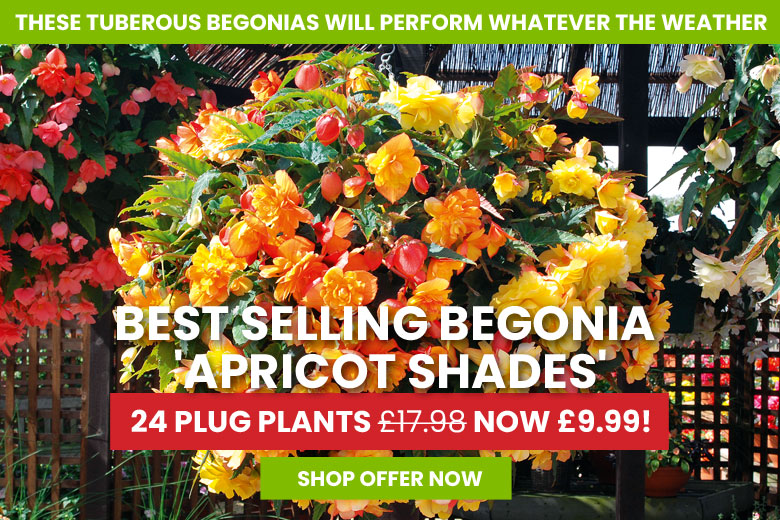 Begonia 'Apricot Shades Improved'