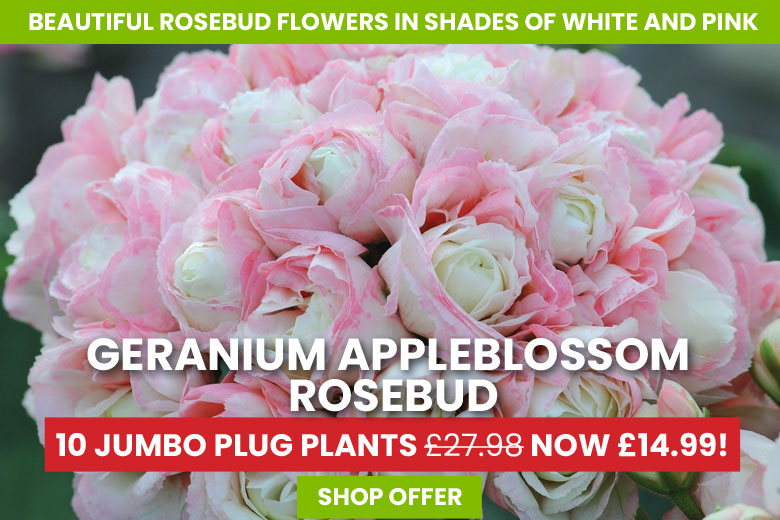 Geranium Appleblossom Rosebud