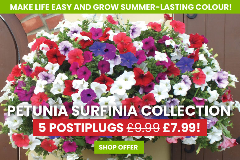 Petunia 'Surfinia' Collection