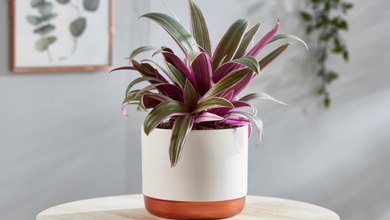 Indoor & House Plants