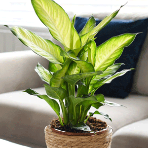 Easy Care House Plants
