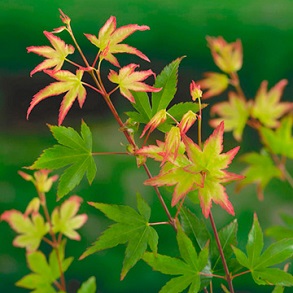 Architectural Shrubs