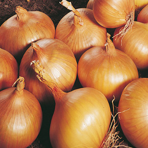 Autumn Planting Onions & Shallots