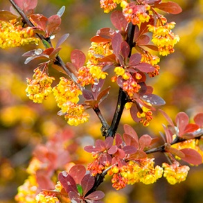 Berberis Plant