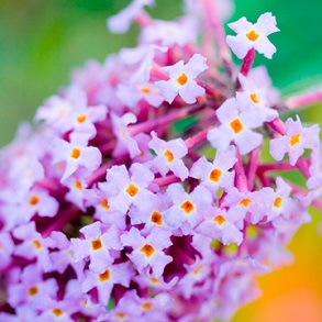 Buddleia Plant