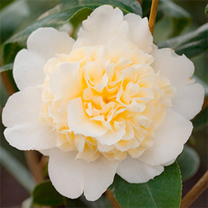 Camelia Plant