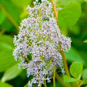 Ceanothus Plant