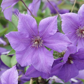 Clematis Plant