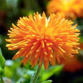 Flower Seeds To Sow In September