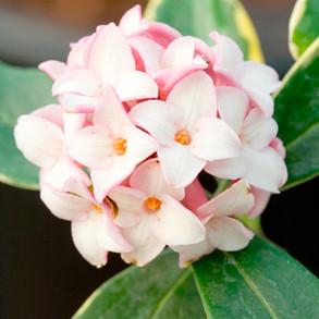 Flowering Shrubs