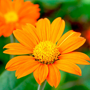 Flower Seeds To Sow In April