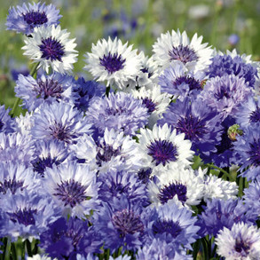 Flower Seeds To Sow In August