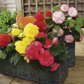 Flower Seeds To Sow In December