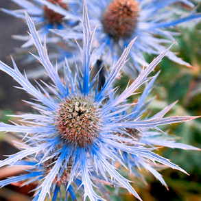 Flower Seeds To Sow In February
