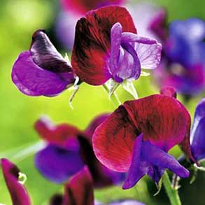 Flower Seeds To Sow In January
