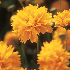 Flower Seeds To Sow In July