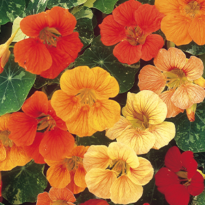 Flower Seeds To Sow In June