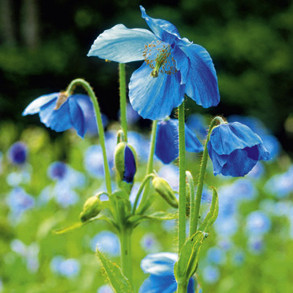 Flower Seeds To Sow In March