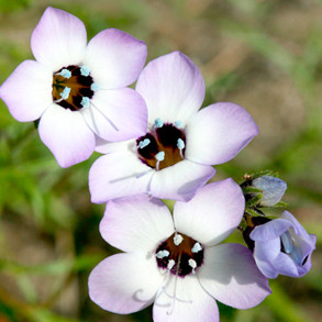Flower Seeds To Sow In May