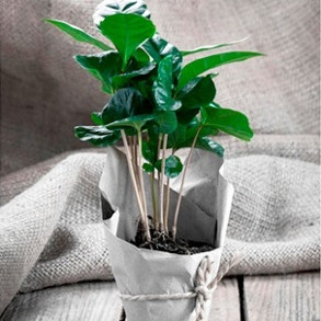 Flower Seeds To Sow In November