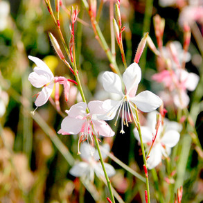 Flowers To Sow In October