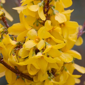 Forsythia  Plant