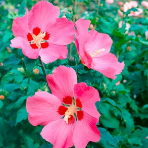 Hibiscus Plant