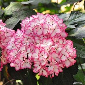 Hydrangea Plants