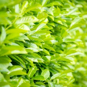 Laurel Hedging