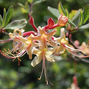 Lonicera Plant