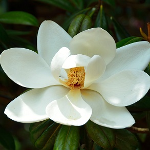 Magnolia Plant