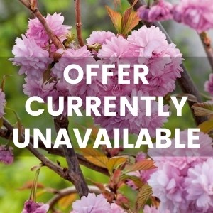 Ornamental Trees - Any 2 for £36