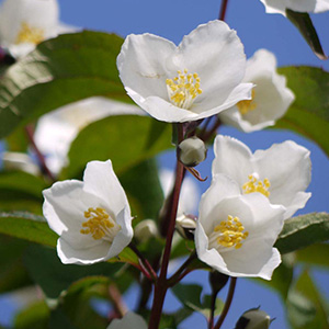 Philadelphus Plant