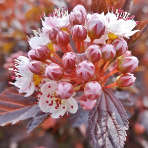 Physocarpus Plant