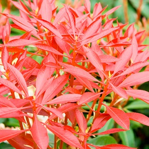 Pieris Plant