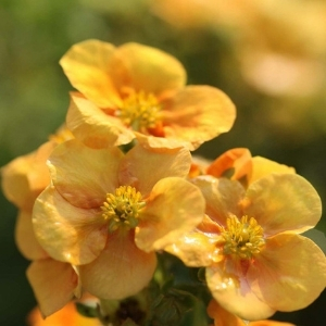 Potentilla Plant