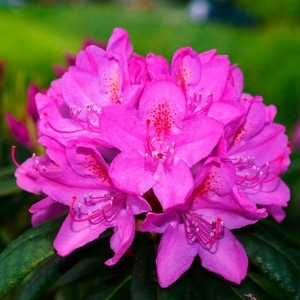 Rhododendron & Azalea Plants