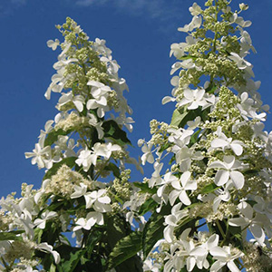 Scented Shrubs