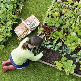 Square Metre Gardening - From Just 99p!
