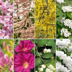 Bare Root Shrubs
