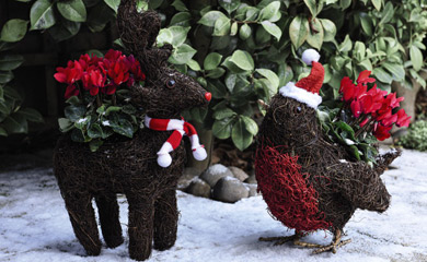 Festive Planters