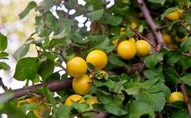 Edible Hedge Plants