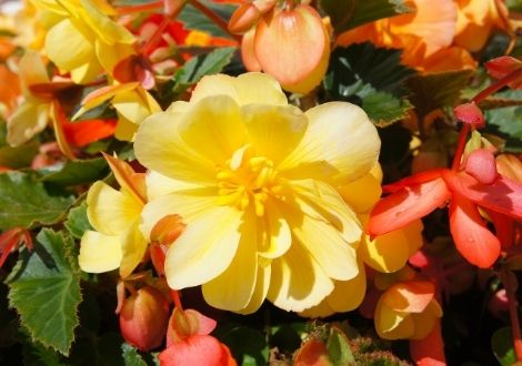 Begonia Plants