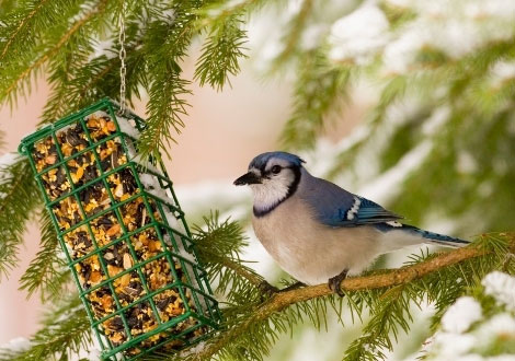 Bird Feeders, Food & Care