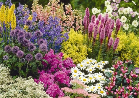 Cottage Garden Plants