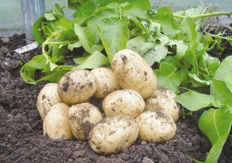 First Early Seed Potatoes