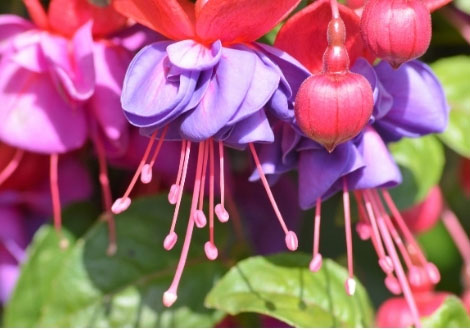 Fuchsia Plants