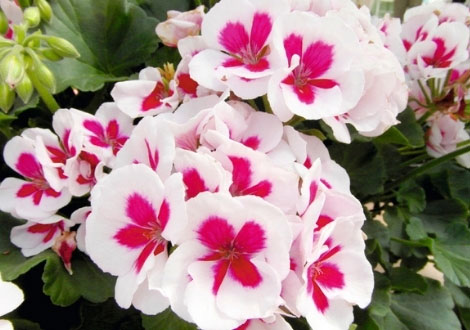 Geraniums Plants