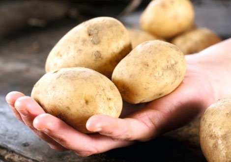 Late Season Seed Potatoes